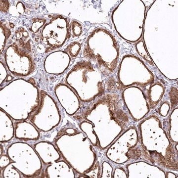 Anti-SNED1 antibody produced in rabbit Prestige Antibodies&#174; Powered by Atlas Antibodies, affinity isolated antibody, buffered aqueous glycerol solution