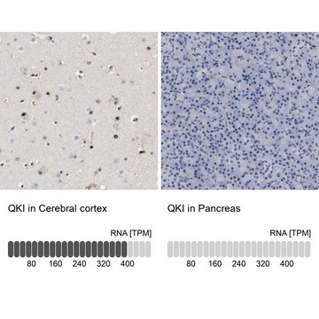 Anti-QKI antibody produced in rabbit Prestige Antibodies&#174; Powered by Atlas Antibodies, affinity isolated antibody, buffered aqueous glycerol solution