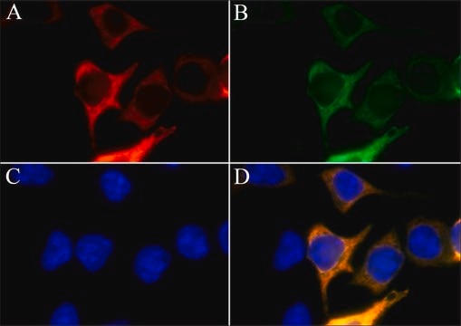 Anti-AsCas12a (Cpf1) antibody, Mouse monoclonal clone AsCpf-11, purified from hybridoma cell culture