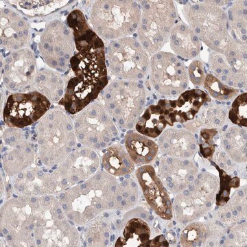 Anti-SLC45A4 antibody produced in rabbit Prestige Antibodies&#174; Powered by Atlas Antibodies, affinity isolated antibody, buffered aqueous glycerol solution