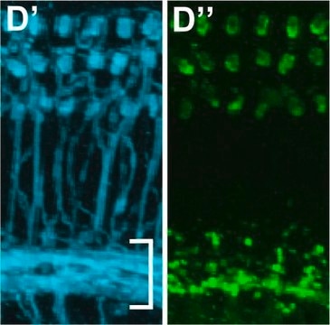 Anti-Choline Acetyltransferase Antibody Chemicon&#174;, from goat