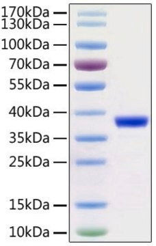 Recombinant 2019-nCoV 3C-like Proteinase with His and Avi tag