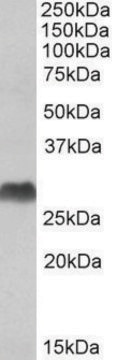 Anti-HLA-DQA2 (C-terminal) antibody produced in goat affinity isolated antibody, buffered aqueous solution