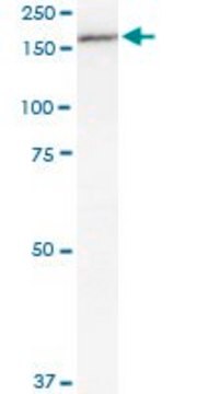 Monoclonal Anti-MPO antibody produced in mouse clone 3E11, purified immunoglobulin, buffered aqueous solution