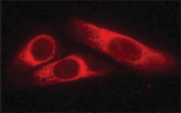 Anti-Protein Disulfide Isomerase antibody produced in rabbit IgG fraction of antiserum, buffered aqueous solution