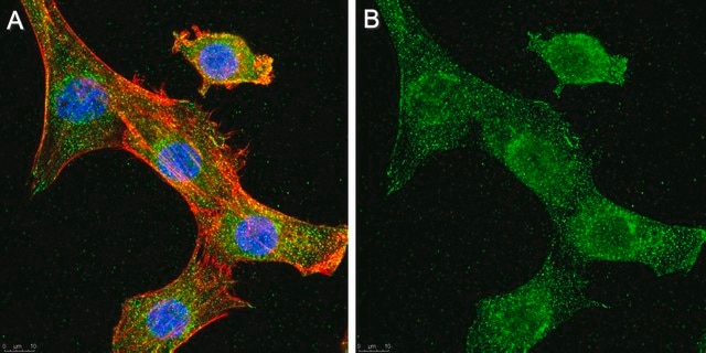 Anti-COPS5 Antibody purified antibody, clone 12-12E, from mouse