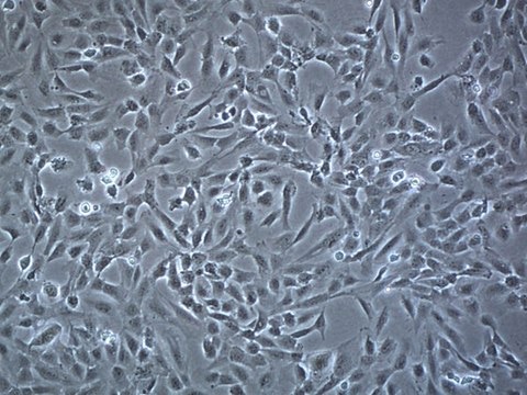 Blood-Brain Barrier hCMEC/D3 Cell Line The hCMEC/D3 BBB cell line has been extensively characterized for brain endothelial phenotype and is a model of human blood-brain barrier (BBB) function.