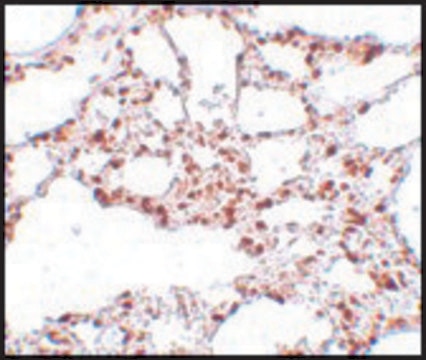 Anti-ZSCAN4 antibody produced in rabbit affinity isolated antibody, buffered aqueous solution