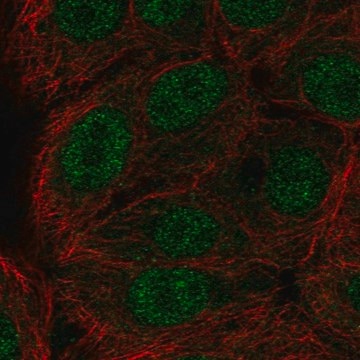 Anti-ERF antibody produced in rabbit Prestige Antibodies&#174; Powered by Atlas Antibodies, affinity isolated antibody