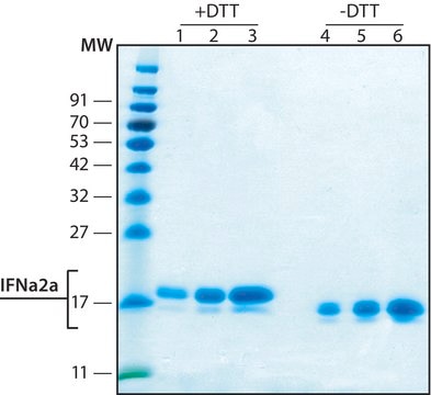 Interferon Alpha 2A human recombinant, expressed in HEK 293 cells, &#8805;98% (SDS-PAGE), lyophilized powder