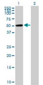 Anti-CAMK1G antibody produced in mouse purified immunoglobulin, buffered aqueous solution