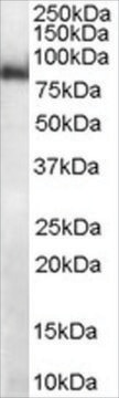 Anti-MID2/TRIM1 antibody produced in goat affinity isolated antibody, buffered aqueous solution