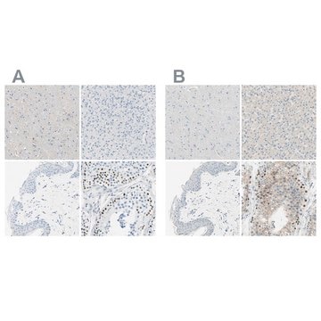 Anti-PASD1 antibody produced in rabbit Prestige Antibodies&#174; Powered by Atlas Antibodies, affinity isolated antibody, buffered aqueous glycerol solution, Ab1