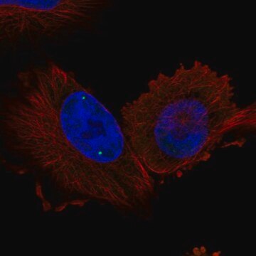 Anti-WRAP53 antibody produced in rabbit Prestige Antibodies&#174; Powered by Atlas Antibodies, affinity isolated antibody