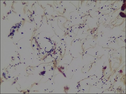 Gram Stain TISSUE-TROL&#8482; Control Slides mouse lung tissue containing Staphylococcus aureus and Escherichia coli