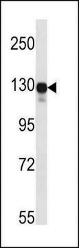 ANTI-MOUSE MAP3K6 (N-TERM) antibody produced in rabbit IgG fraction of antiserum, buffered aqueous solution