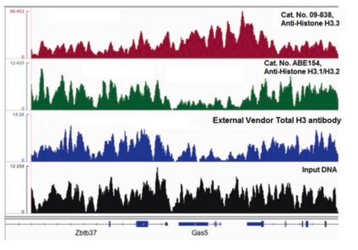 Anti-Histone H3.1/H3.2 Antibody from rabbit, purified by affinity chromatography