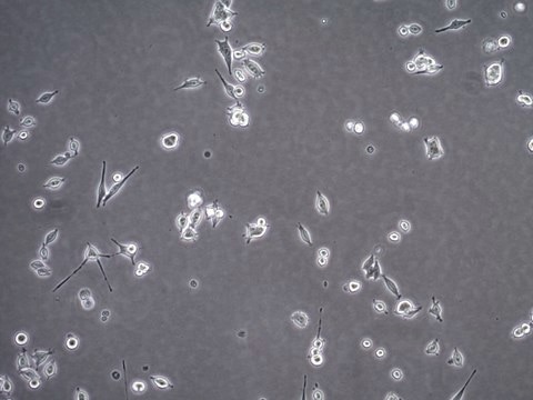 Assay Ready MB49 Mouse Bladder Carcinoma Cell Line