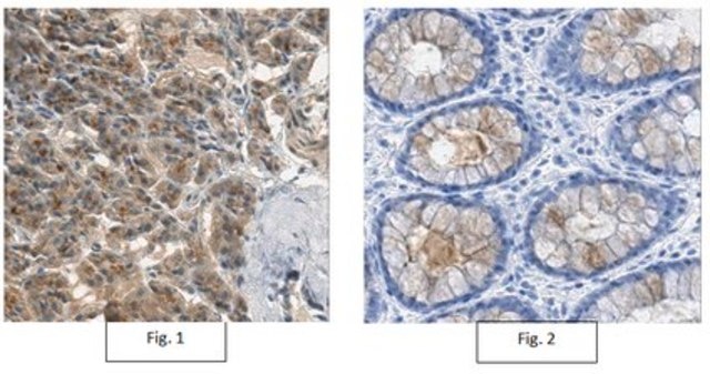 Anti-Kallikrein-1/KLK1 Antibody, clone 11C7.1 clone 11C7.1, from mouse