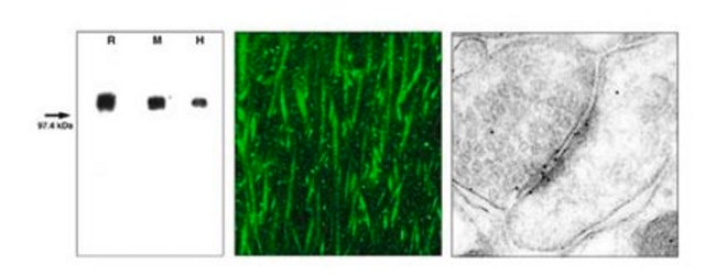 Anti-Glutamate Receptor 3 Antibody, clone 3B3 clone 3B3, Chemicon&#174;, from mouse