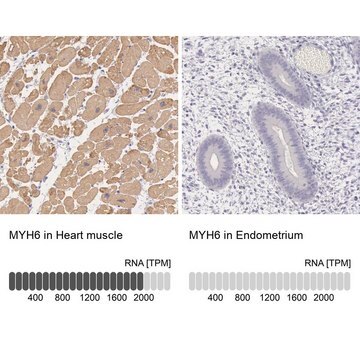 Anti-MYH6 antibody produced in rabbit Prestige Antibodies&#174; Powered by Atlas Antibodies, affinity isolated antibody, buffered aqueous glycerol solution