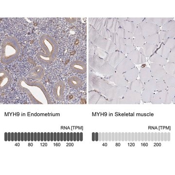 Anti-MYH9 Prestige Antibodies&#174; Powered by Atlas Antibodies, affinity isolated antibody