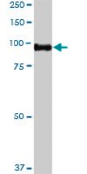 Anti-CDH13 antibody produced in rabbit purified immunoglobulin, buffered aqueous solution