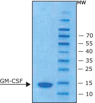 Granulocyte-Macrophage Colony-Stimulating Factor from mouse GM-CSF, from mouse, recombinant, expressed in E. coli, lyophilized powder, suitable for cell culture