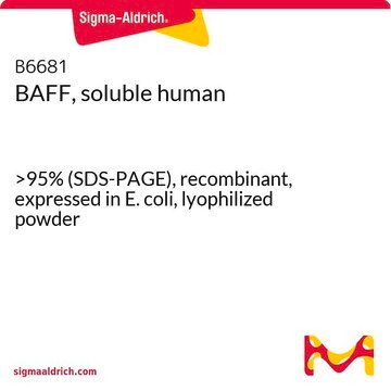 BAFF, soluble human &gt;95% (SDS-PAGE), recombinant, expressed in E. coli, lyophilized powder