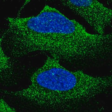 Anti-SLC12A2 antibody produced in rabbit Prestige Antibodies&#174; Powered by Atlas Antibodies, affinity isolated antibody