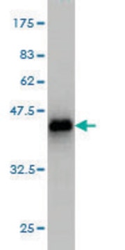 Monoclonal Anti-TTN antibody produced in mouse clone 4D8, purified immunoglobulin, buffered aqueous solution