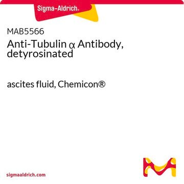 Anti-Tubulin &#945; Antibody, detyrosinated ascites fluid, Chemicon&#174;