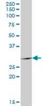 Anti-TSSK6 antibody produced in rabbit purified immunoglobulin, buffered aqueous solution