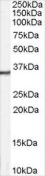 Anti-Calretinin antibody produced in goat affinity isolated antibody, buffered aqueous solution