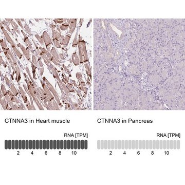 Anti-CTNNA3 antibody produced in rabbit Prestige Antibodies&#174; Powered by Atlas Antibodies, affinity isolated antibody, buffered aqueous glycerol solution