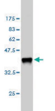 Monoclonal Anti-CSF1 antibody produced in mouse clone 1A9, purified immunoglobulin, buffered aqueous solution