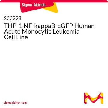 THP-1 NF-kappaB-eGFP Human Acute Monocytic Leukemia Cell Line