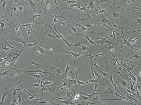 YUMM 1.3 Mouse Melanoma Cell Line