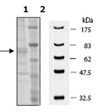 PADI-3 human recombinant, expressed in baculovirus infected Sf9 cells, &#8805;60% (SDS-PAGE)