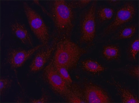 Anti-MLKL (58-70) antibody produced in rabbit IgG fraction of antiserum, buffered aqueous solution