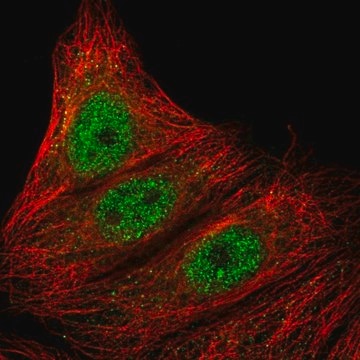 Anti-ARMC5 antibody produced in rabbit Prestige Antibodies&#174; Powered by Atlas Antibodies, affinity isolated antibody