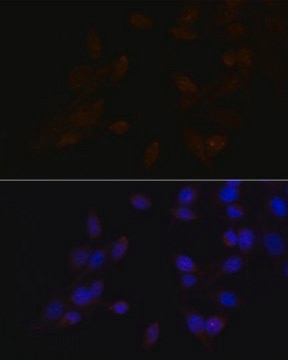 Anti-ATF4 antibody produced in rabbit