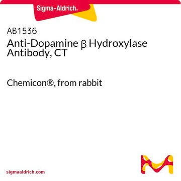 Anti-Dopamine &#946; Hydroxylase Antibody, CT Chemicon&#174;, from rabbit