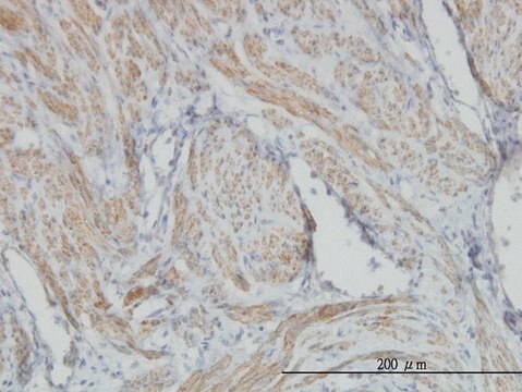 Monoclonal Anti-ACTB antibody produced in mouse clone 3G4-F9, purified immunoglobulin, buffered aqueous solution