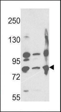 ANTI-NEPRILYSIN(C-TERMINAL) antibody produced in rabbit affinity isolated antibody, buffered aqueous solution