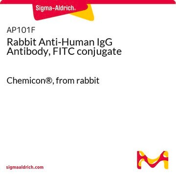 Rabbit Anti-Human IgG Antibody, FITC conjugate Chemicon&#174;, from rabbit