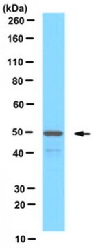 Anti-PEX13 (peroxisomal membrane marker) Antibody serum, from rabbit