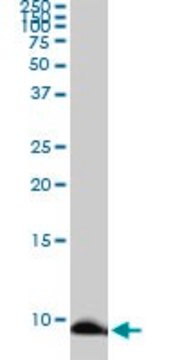 Monoclonal Anti-ATOX1 antibody produced in mouse clone 3F7, purified immunoglobulin, buffered aqueous solution