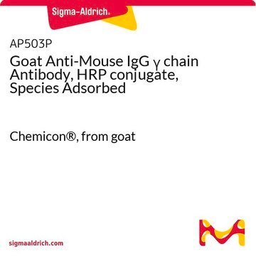 Goat Anti-Mouse IgG &#947; chain Antibody, HRP conjugate, Species Adsorbed Chemicon&#174;, from goat