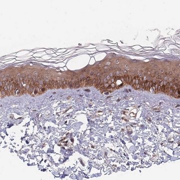 Anti-UNC45A antibody produced in rabbit Prestige Antibodies&#174; Powered by Atlas Antibodies, affinity isolated antibody, buffered aqueous glycerol solution